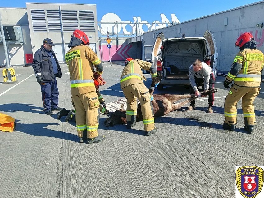 Łoś na parkingu w C.H. Ogrody zdjęcie nr 259439