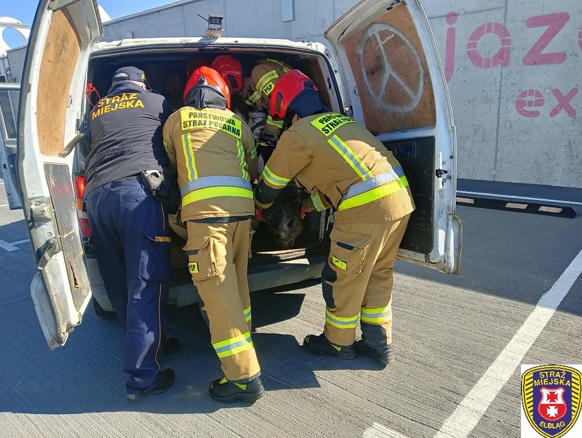 Łoś na parkingu w C.H. Ogrody zdjęcie nr 259438