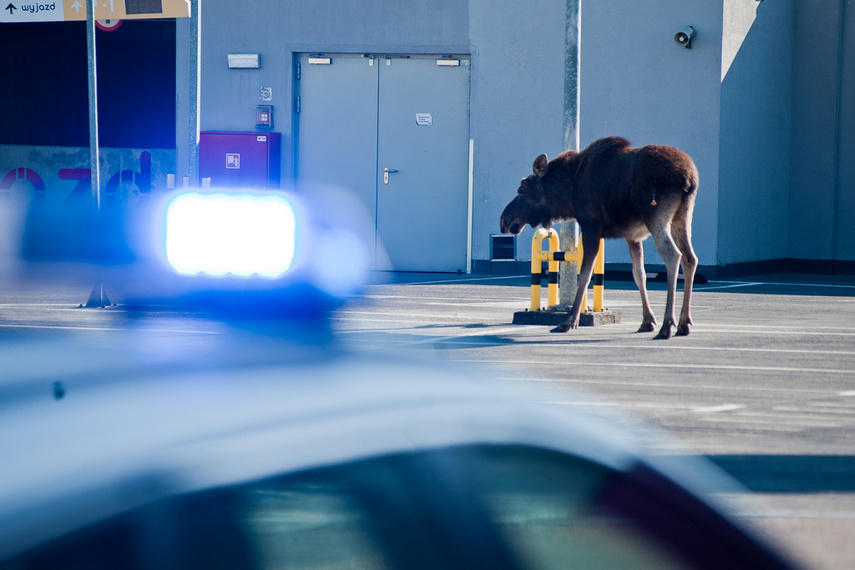 Łoś na parkingu w C.H. Ogrody zdjęcie nr 259433