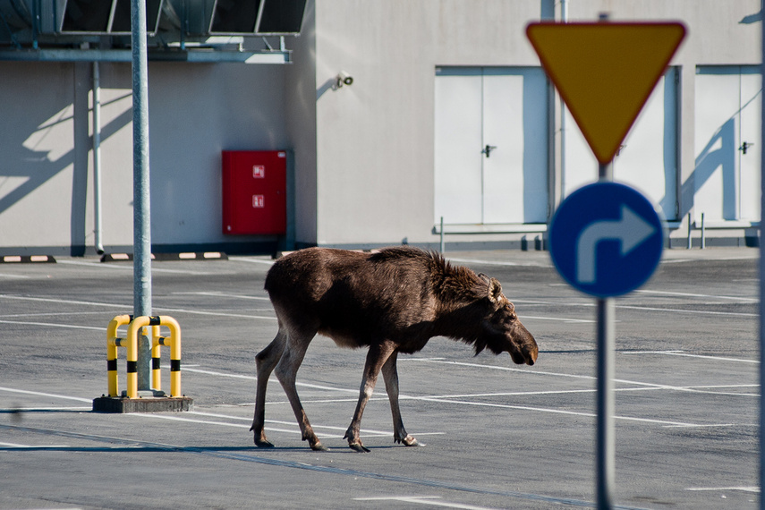 Elbląg Łoś na parkingu w C.H. Ogrody