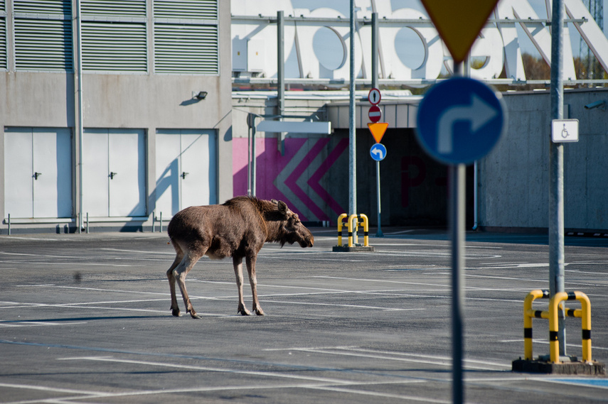 Łoś na parkingu w C.H. Ogrody zdjęcie nr 259429