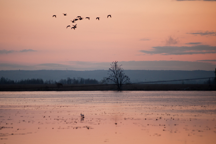 Elbląg Zamiast spania okazja przyrody podziwiania