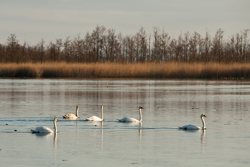 Zamiast spania okazja przyrody podziwiania zdjęcie nr 259579