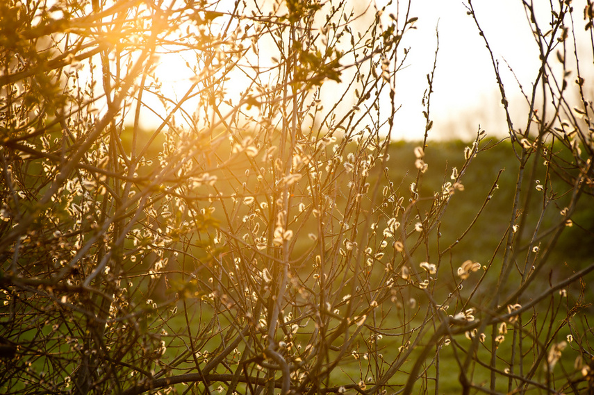 Zamiast spania okazja przyrody podziwiania zdjęcie nr 259574