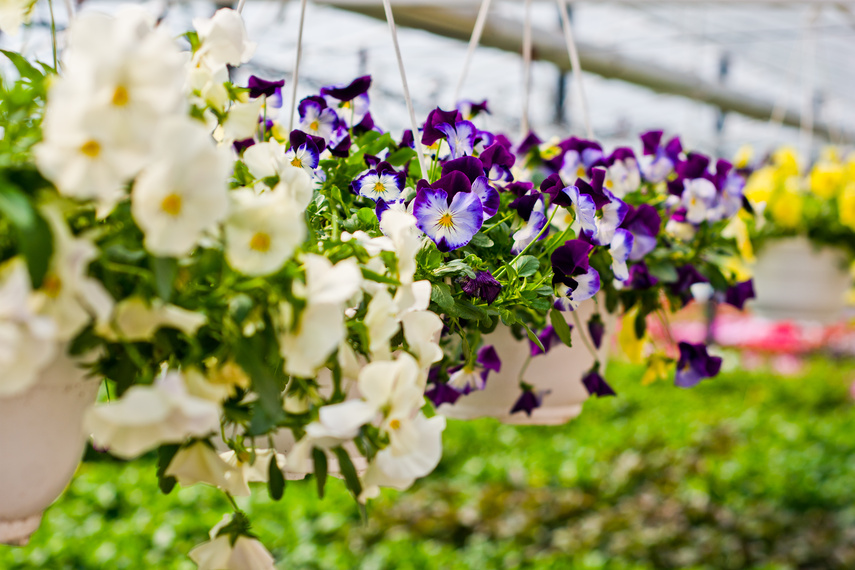 Jeszcze piękniejszy balkon i ogród zdjęcie nr 259805