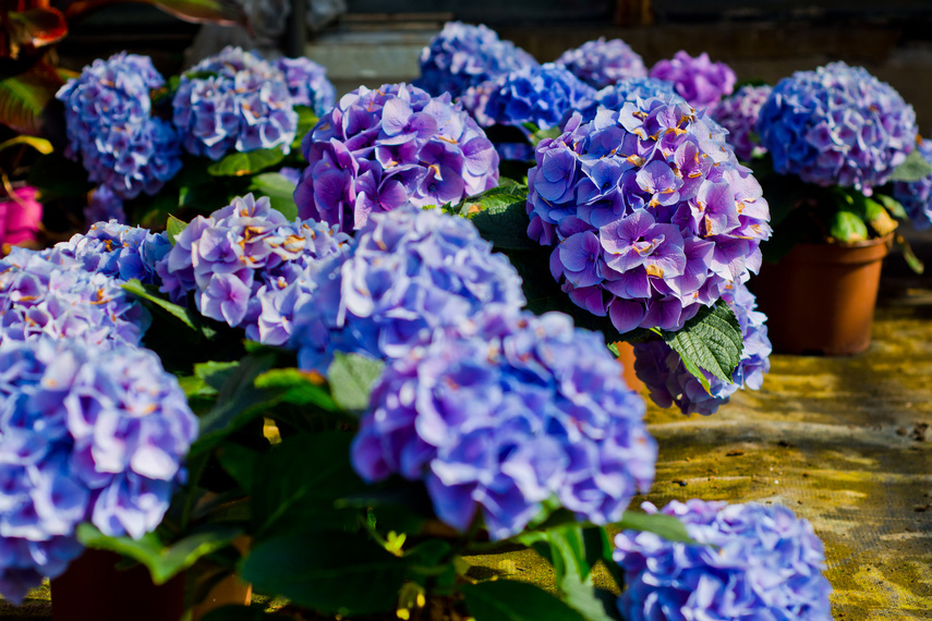 Jeszcze piękniejszy balkon i ogród zdjęcie nr 259781