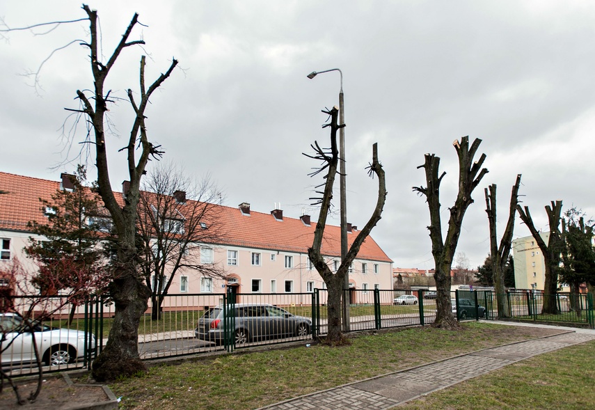 Drzewa umierają stojąc zdjęcie nr 260025