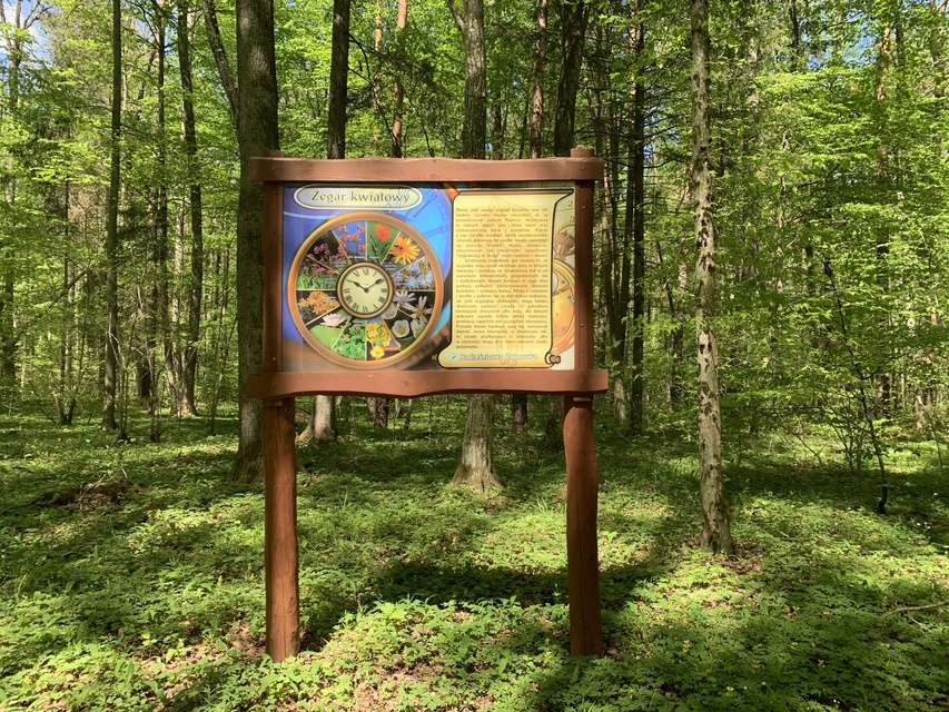 tablica informacyjna o zegarze kwiatowym