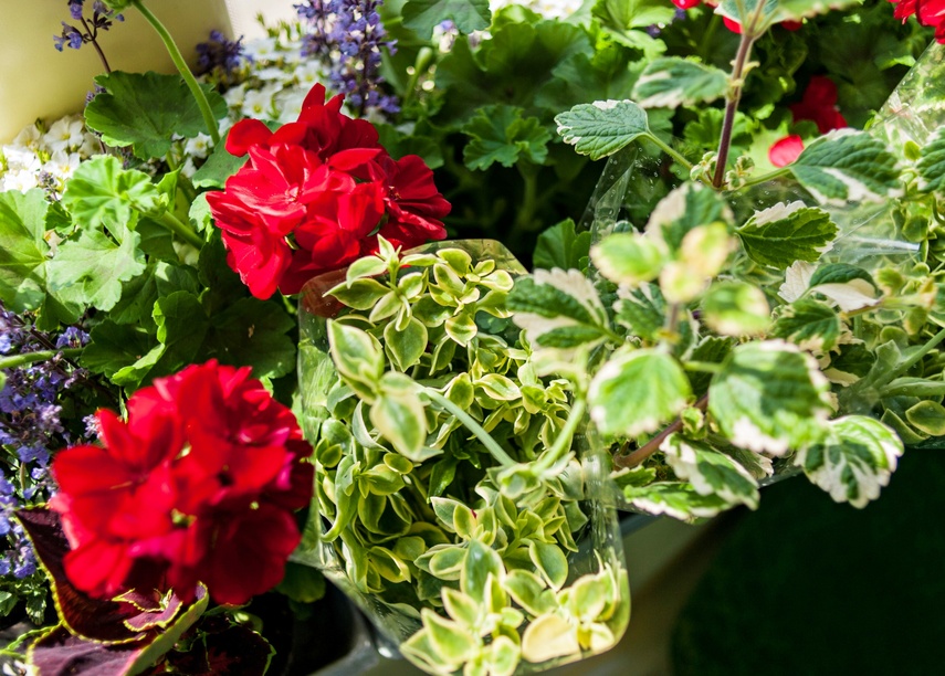 "Tramwaj zielony przez ulice mego miasta mknie... zdjęcie nr 262259