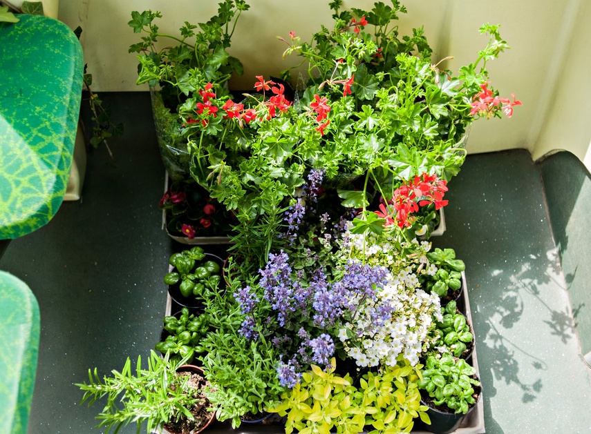 "Tramwaj zielony przez ulice mego miasta mknie... zdjęcie nr 262258