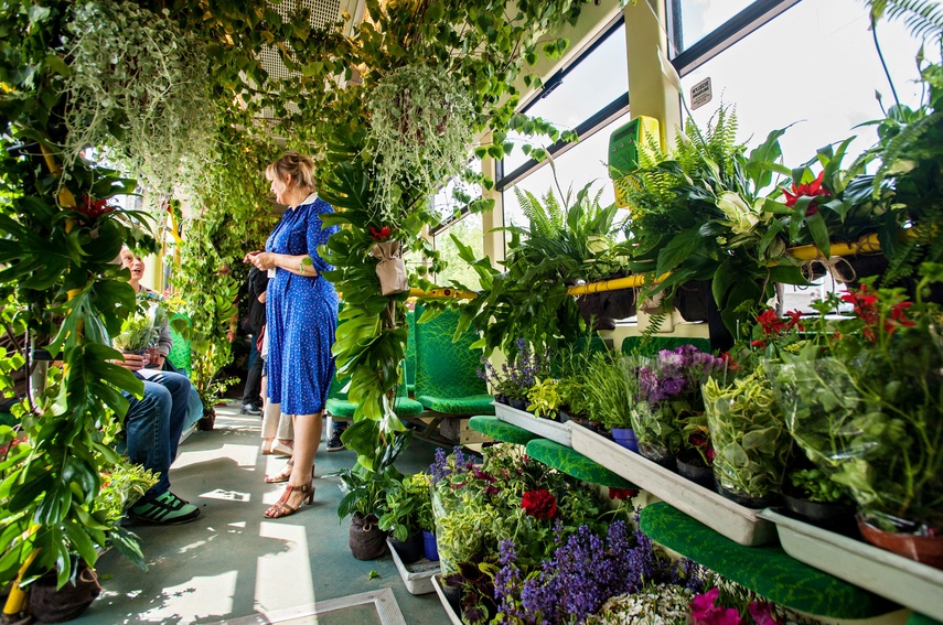 "Tramwaj zielony przez ulice mego miasta mknie... zdjęcie nr 262250