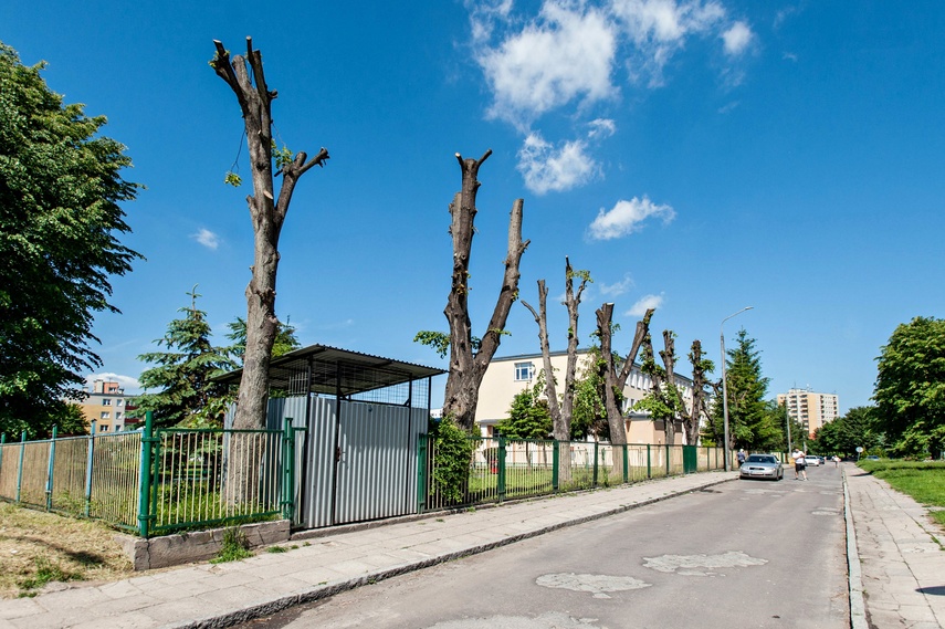 Greenwashing po elbląsku zdjęcie nr 262864