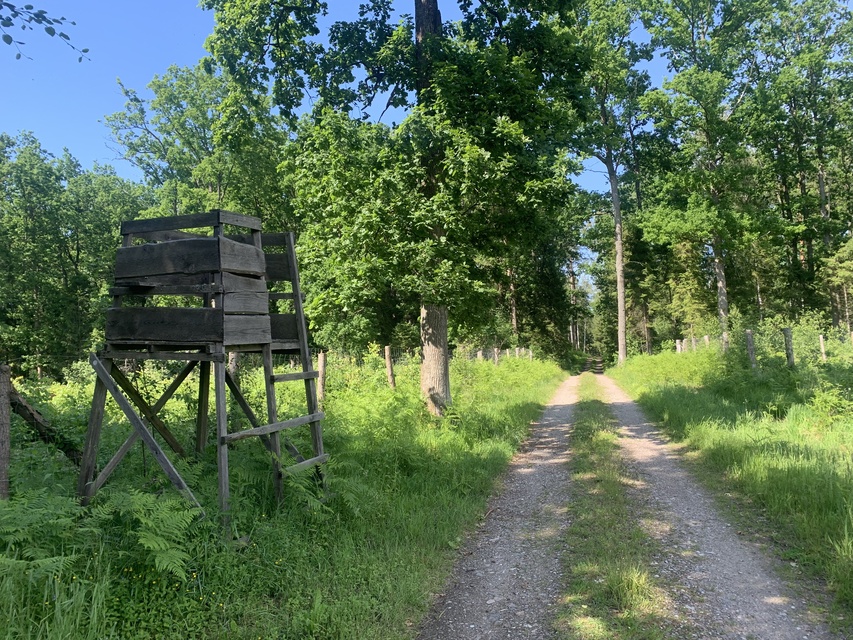 W poszukiwaniu wielkiej sosny zdjęcie nr 263590