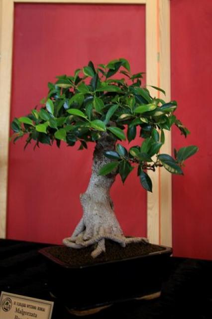 Elbląg Sztuka bonsai