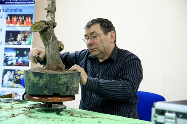 Sztuka bonsai zdjęcie nr 21360