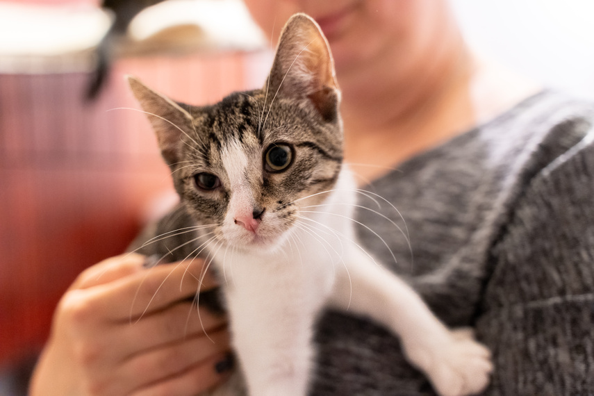 Adoptuj kota, zyskaj przyjaciela! zdjęcie nr 268189