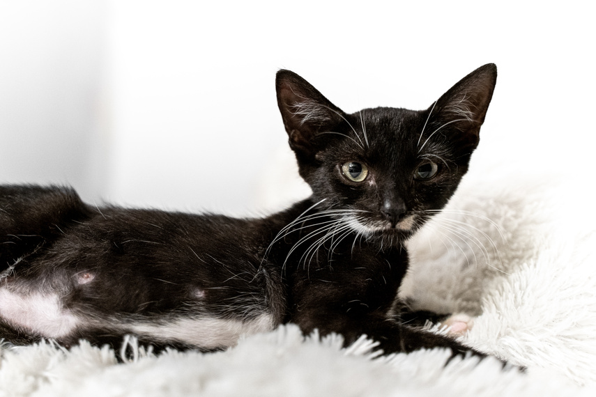 Adoptuj kota, zyskaj przyjaciela! zdjęcie nr 268185