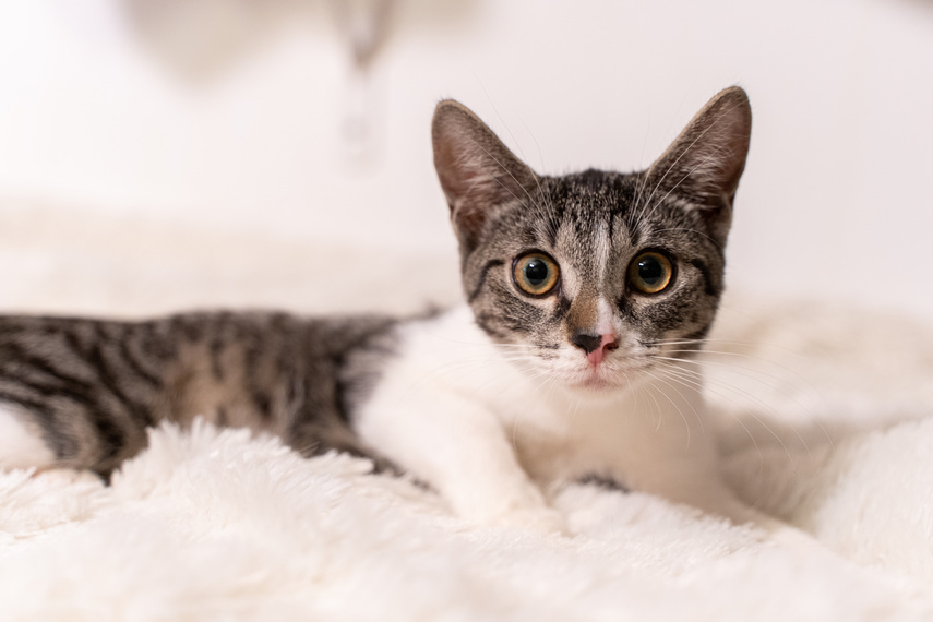 Adoptuj kota, zyskaj przyjaciela! zdjęcie nr 268190