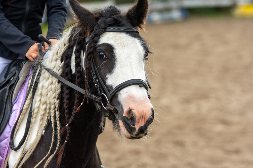 Urodzinowe skoki przez przeszkody zdjęcie nr 269368