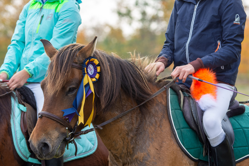 Złapać lisa zdjęcie nr 271449