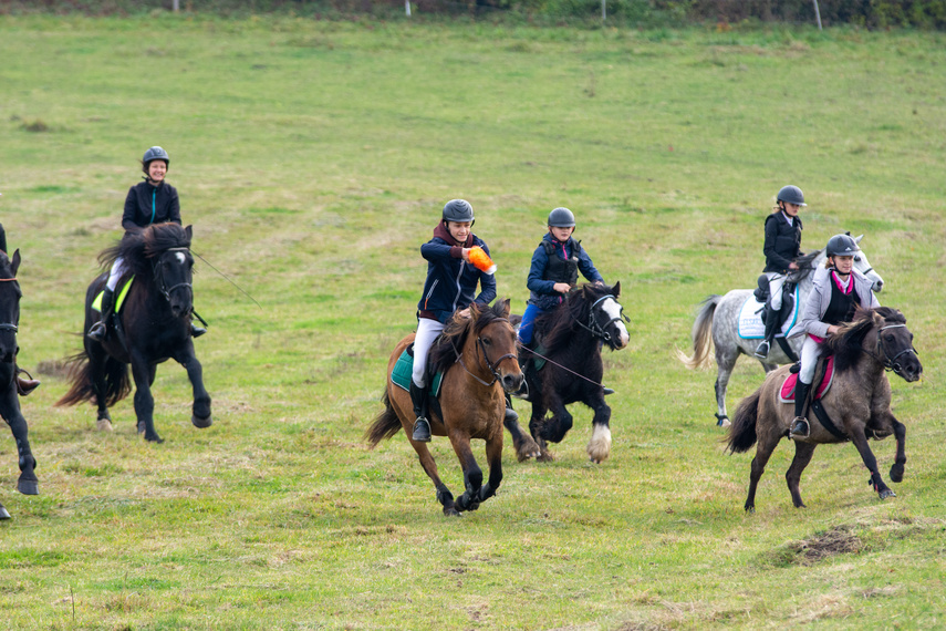 Złapać lisa zdjęcie nr 271442