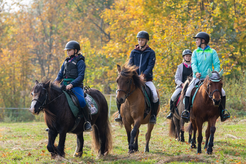 Złapać lisa zdjęcie nr 271424
