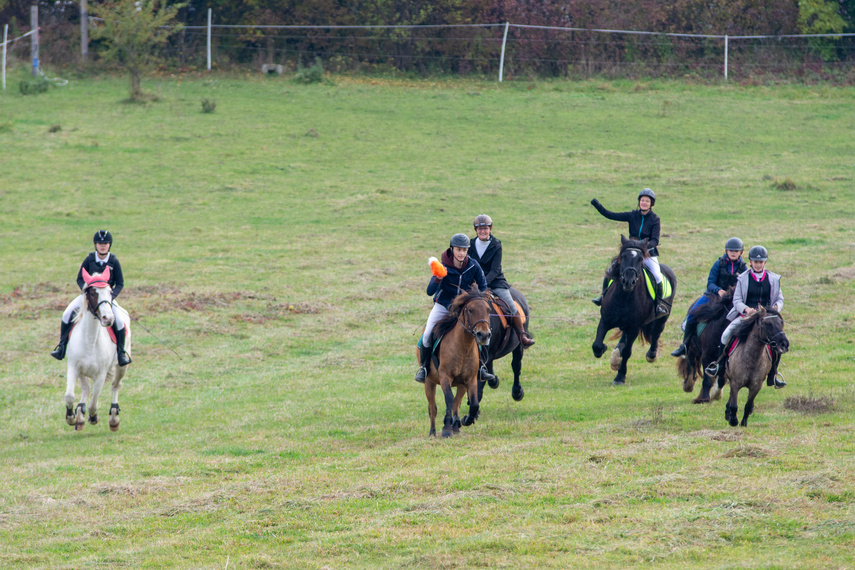 Złapać lisa zdjęcie nr 271441