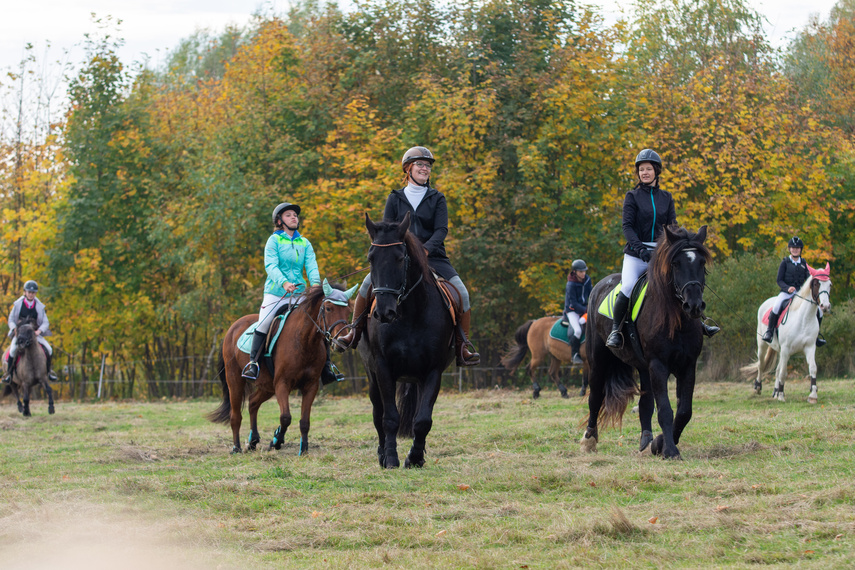 Złapać lisa zdjęcie nr 271444