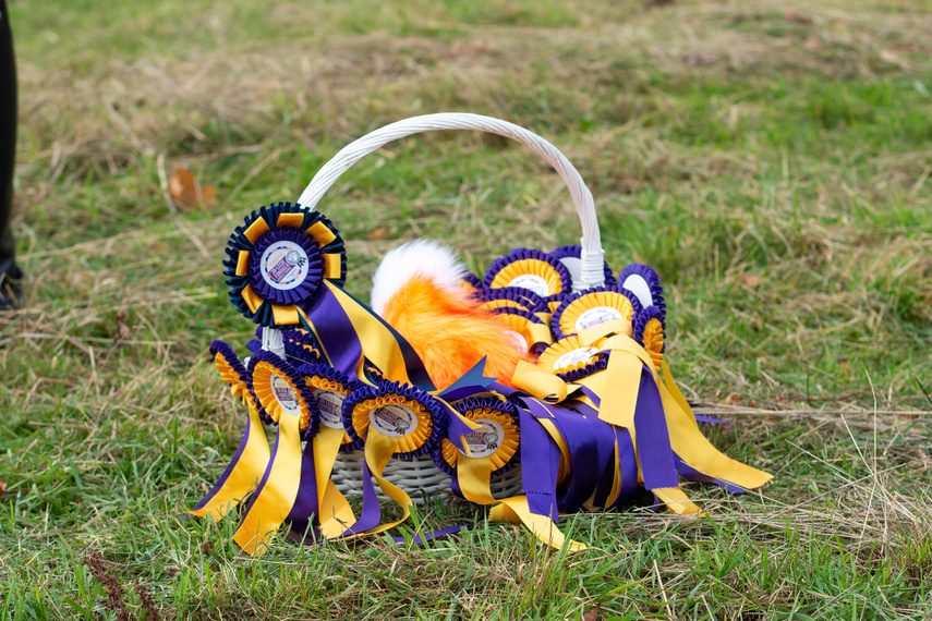 Złapać lisa zdjęcie nr 271446