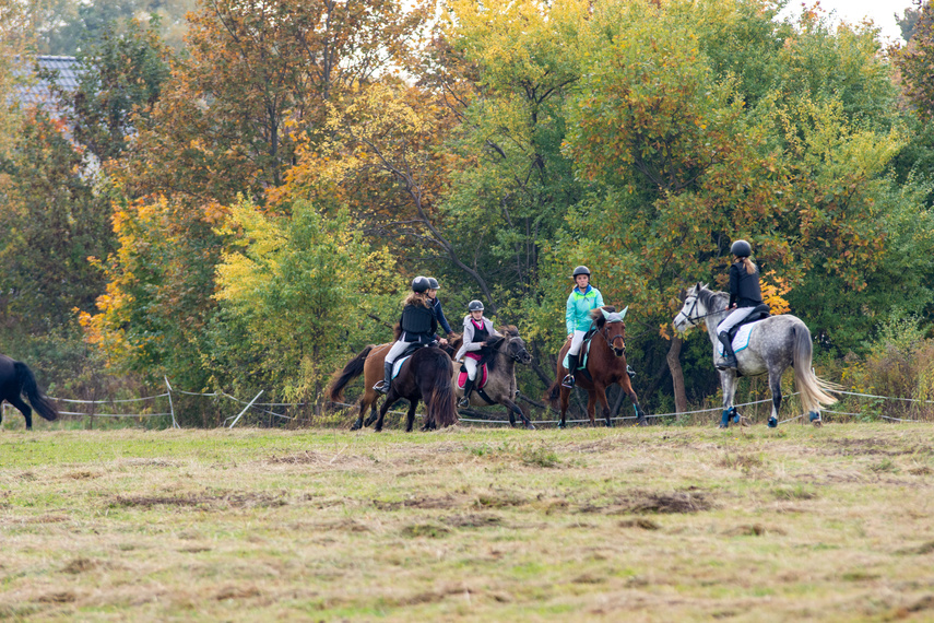 Złapać lisa zdjęcie nr 271434