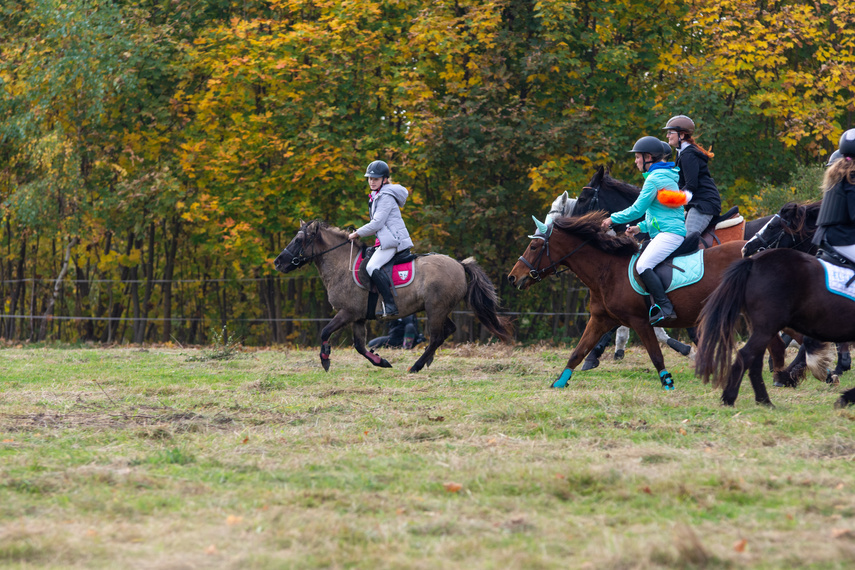 Złapać lisa zdjęcie nr 271439