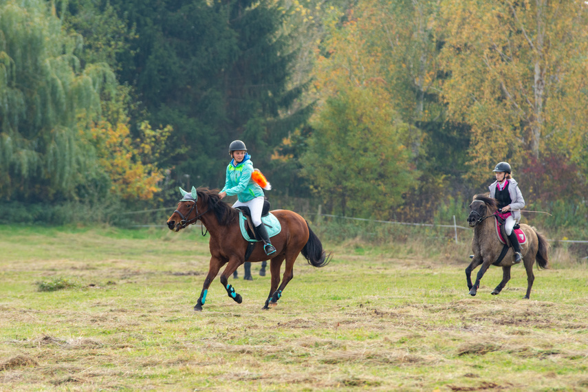 Złapać lisa zdjęcie nr 271435