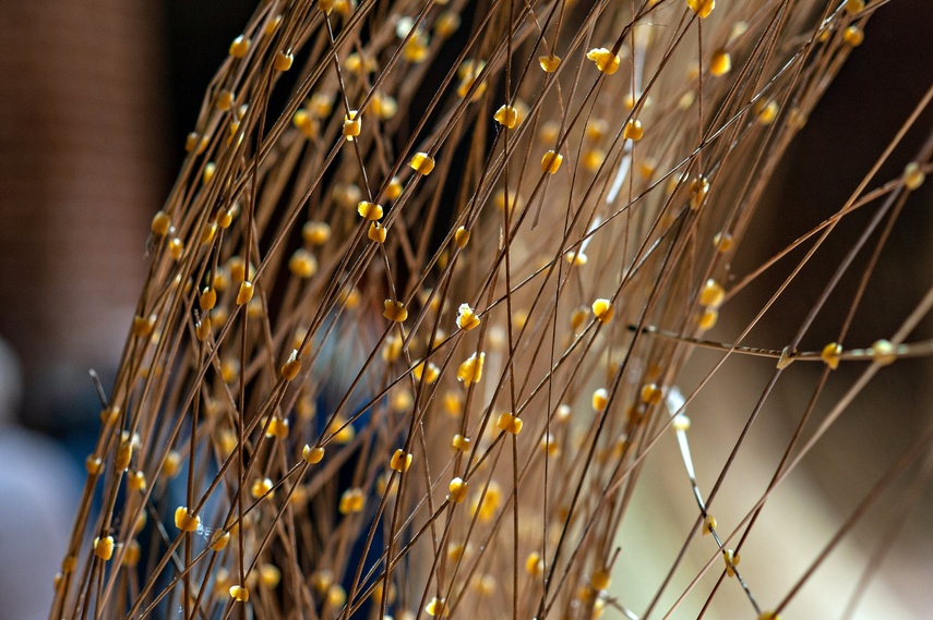 Trawa, wosk i Wszechświat. Nowa wystawa w Galerii El zdjęcie nr 273403