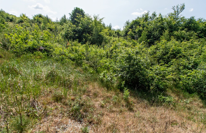 Co z tym drewnem? zdjęcie nr 287265