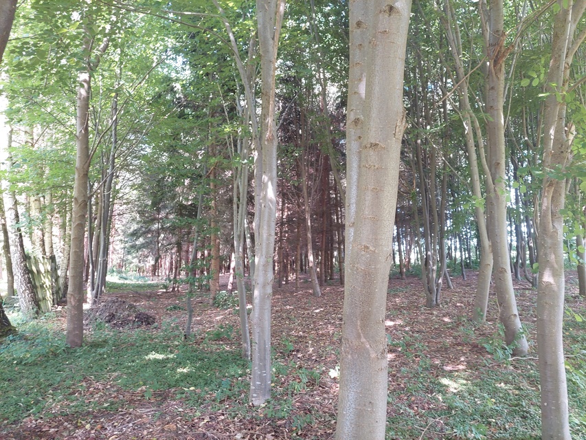 Kontrola w Fundacji Dumni z Elbląga. Prezes pokazuje posiadłość, ale dokumentów nie zdjęcie nr 287983