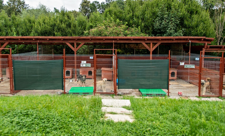 To ma być koniec łańcuchów, pseudohodowli, psiego smalcu i skórek z kotów zdjęcie nr 312471