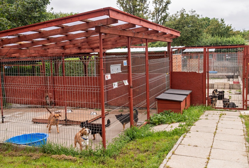 To ma być koniec łańcuchów, pseudohodowli, psiego smalcu i skórek z kotów zdjęcie nr 312494