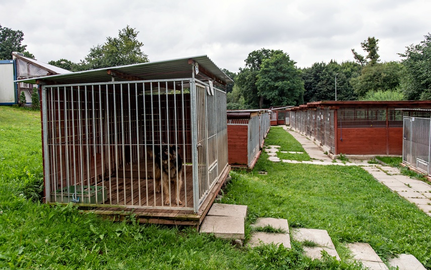 To ma być koniec łańcuchów, pseudohodowli, psiego smalcu i skórek z kotów zdjęcie nr 312478