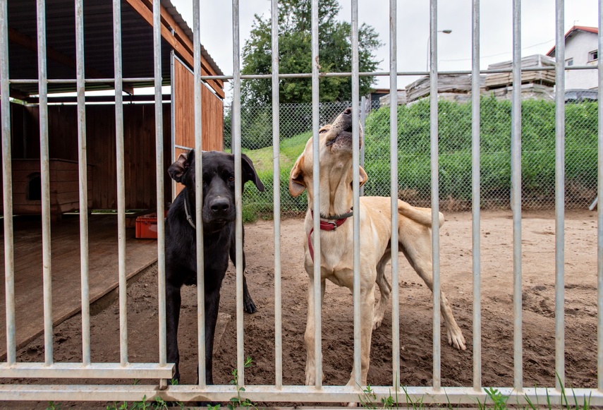 To ma być koniec łańcuchów, pseudohodowli, psiego smalcu i skórek z kotów zdjęcie nr 312489