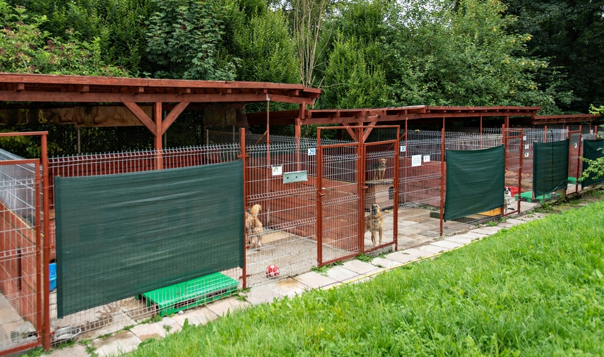 To ma być koniec łańcuchów, pseudohodowli, psiego smalcu i skórek z kotów zdjęcie nr 312472