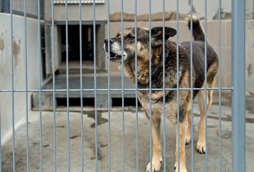 To ma być koniec łańcuchów, pseudohodowli, psiego smalcu i skórek z kotów zdjęcie nr 312470