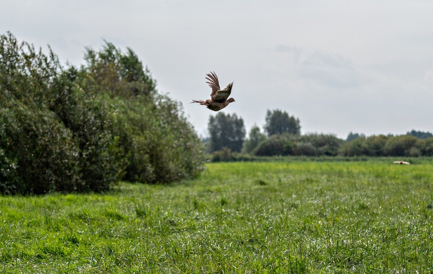 Bażanty trafiły na Żuławy zdjęcie nr 313819