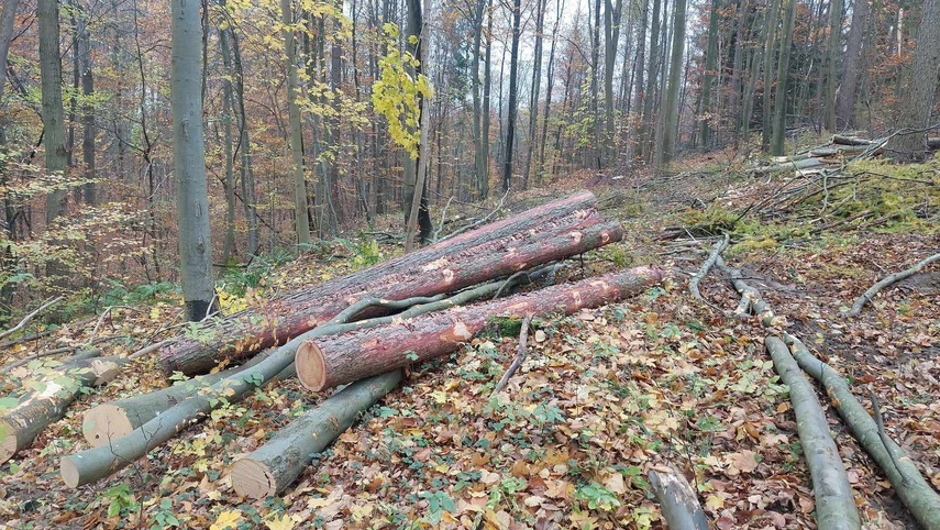 Elbląg Czytelnik: Dlaczego wycinają kadyński las?