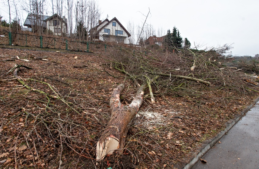 Były drzewa i krzewy, będzie fotowoltaika zdjęcie nr 320868