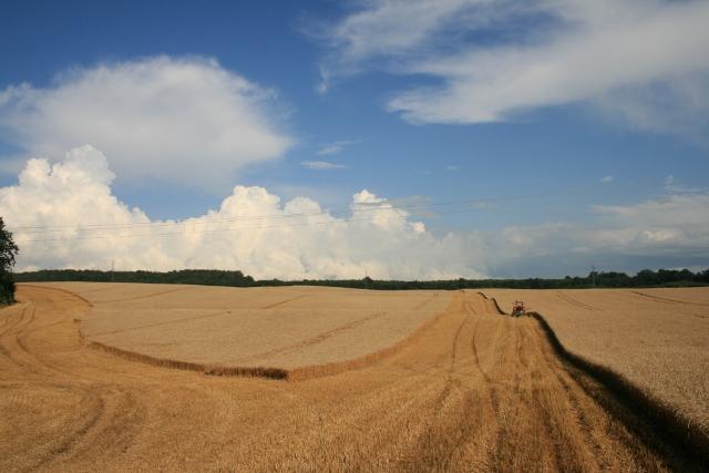 Elbląskie żniwa zdjęcie nr 26179