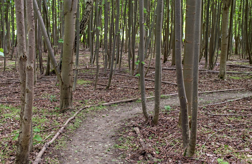 Bażantarnia czeka na kolarzy MTB zdjęcie nr 330524