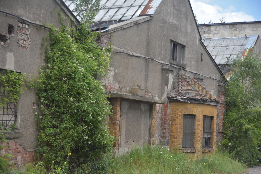 Rośliny wracają do hal po Komnicku zdjęcie nr 334850