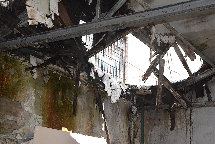 Rośliny wracają do hal po Komnicku zdjęcie nr 334862