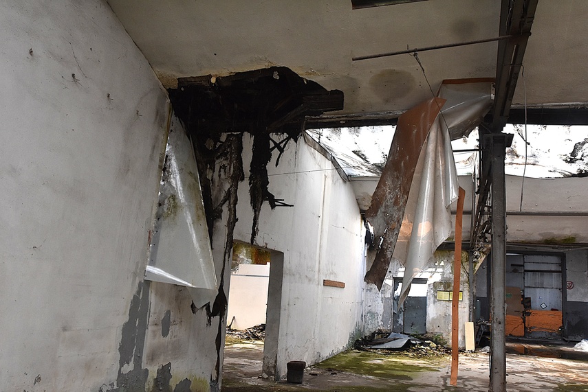 Rośliny wracają do hal po Komnicku zdjęcie nr 334890