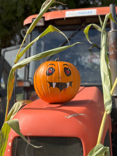 Dyniowa Farma startuje 20 września w Nowej Holandii zdjęcie nr 336830